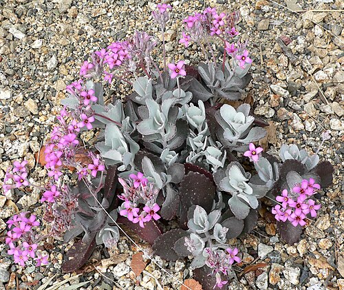 Flower dust plant: Photo of Kalanchoe pumila at the University of California Botanical Garden