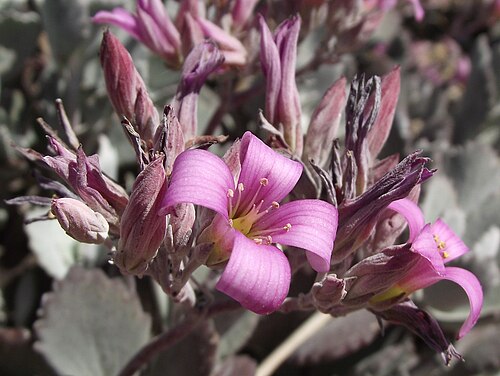 Flower dust plant: Kalanchoe pumila at the Los Angeles County Arboretum, Arcadia, California, USA. Identified by sign.