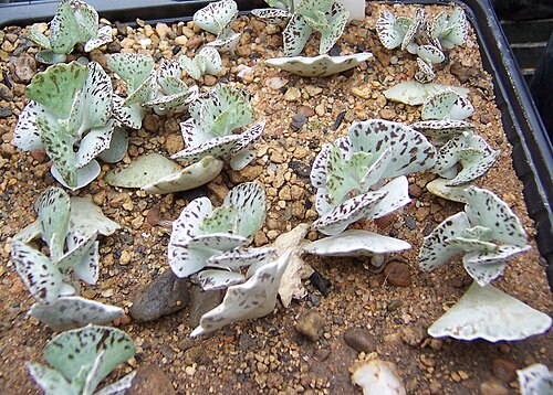 Kalanchoe rhombopilosa: Kalanchoe rhombopilosa , young plants