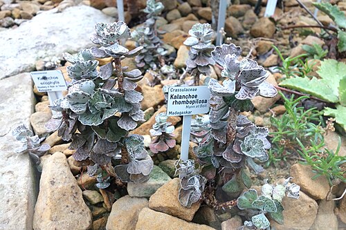 Kalanchoe rhombopilosa: Botanical specimen in the Botanischer Garten, Dresden, Germany.
