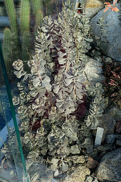 Kalanchoe rhombopilosa: Botanical specimen in Wilhelma Zoo - Stuttgart, Germany.