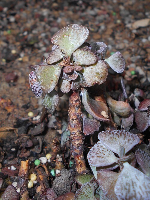 Kalanchoe rhombopilosa: Kalanchoe rhombopilosa , Ogród Botaniczny UMCS w Lublinie.