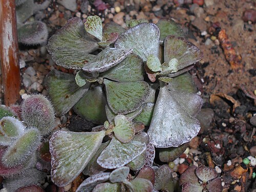 Kalanchoe rhombopilosa: Kalanchoe rhombopilosa , Ogród Botaniczny UMCS w Lublinie.