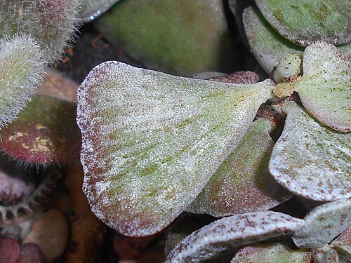 Kalanchoe rhombopilosa: Kalanchoe rhombopilosa , Ogród Botaniczny UMCS w Lublinie.