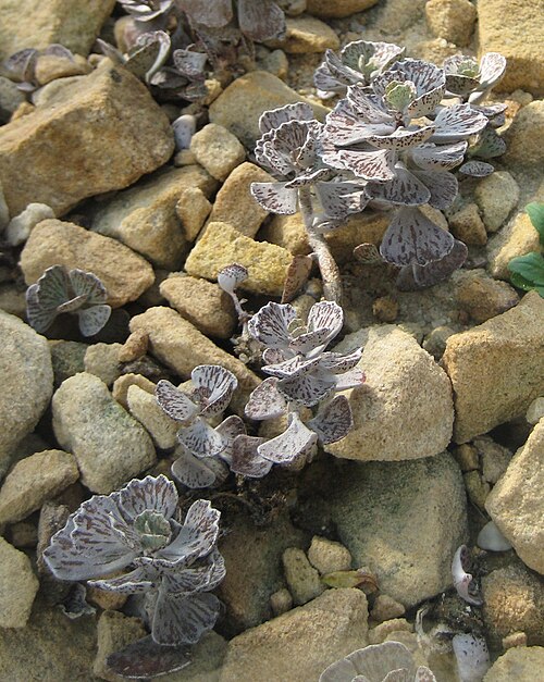 Kalanchoe rhombopilosa: Kalanchoe rhombopilosa im Botanischen Garten Dresden
