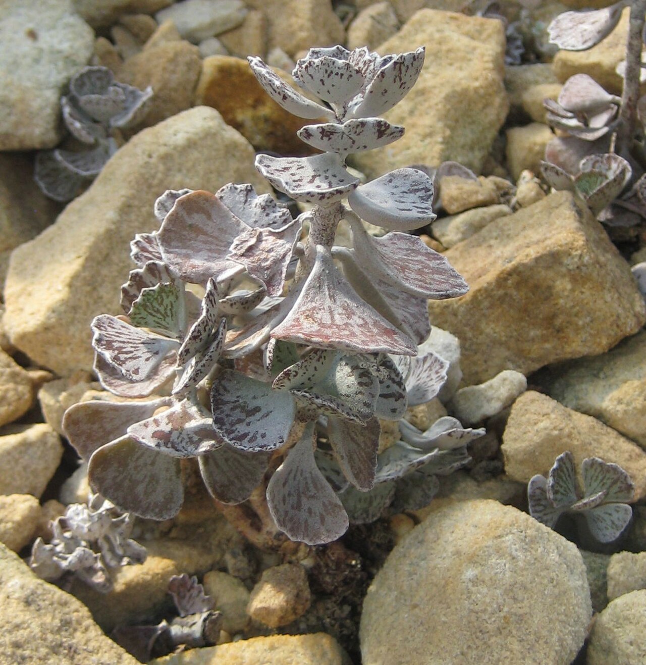 Kalanchoe rhombopilosa: Kalanchoe rhombopilosa im Botanischen Garten Dresden