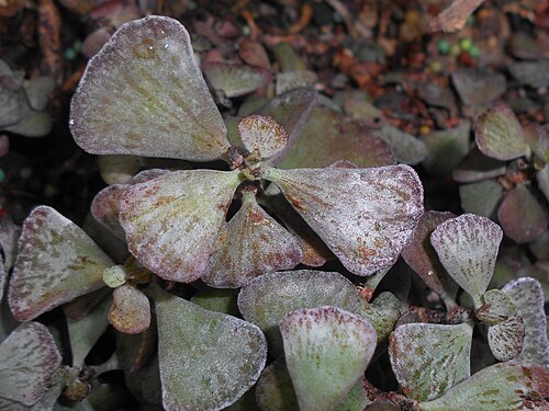 Kalanchoe rhombopilosa: Kalanchoe rhombopilosa , Ogród Botaniczny UMCS w Lublinie.