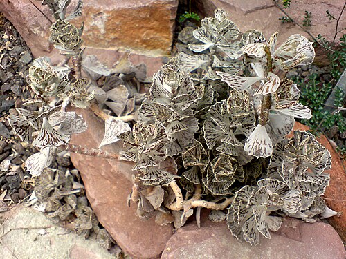 Kalanchoe rhombopilosa: Kalanchoe rhombopilosa - Botanical Garden Göttingen