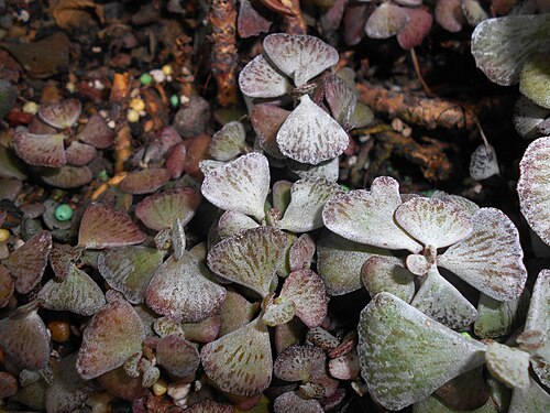 Kalanchoe rhombopilosa: Kalanchoe rhombopilosa , Ogród Botaniczny UMCS w Lublinie.