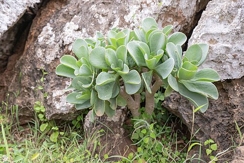 Kalanchoe robusta: Kalanchoe robusta in Yemen