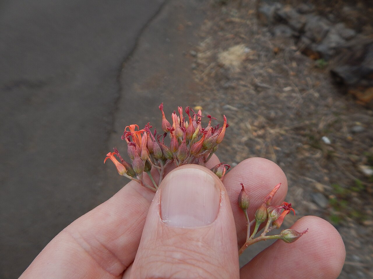 Nentakalanchoe: Kalanchoe rotundifolia (Common kalanchoe) Orange flowers twisted aged petals at Haleakala Hwy Kula, Maui, Hawaii. June 24, 2014 #140624-0767 Image Use Policy