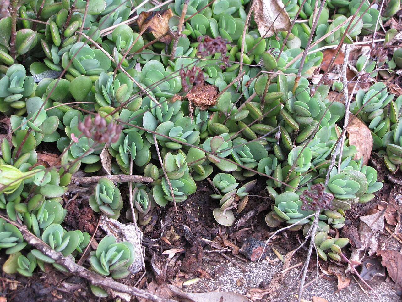 Nentakalanchoe: Kalanchoe rotundifolia (Common kalanchoe) Flowering habit at Ulana St Makawao, Maui, Hawaii. February 18, 2011 #110218-1542 Image Use Policy