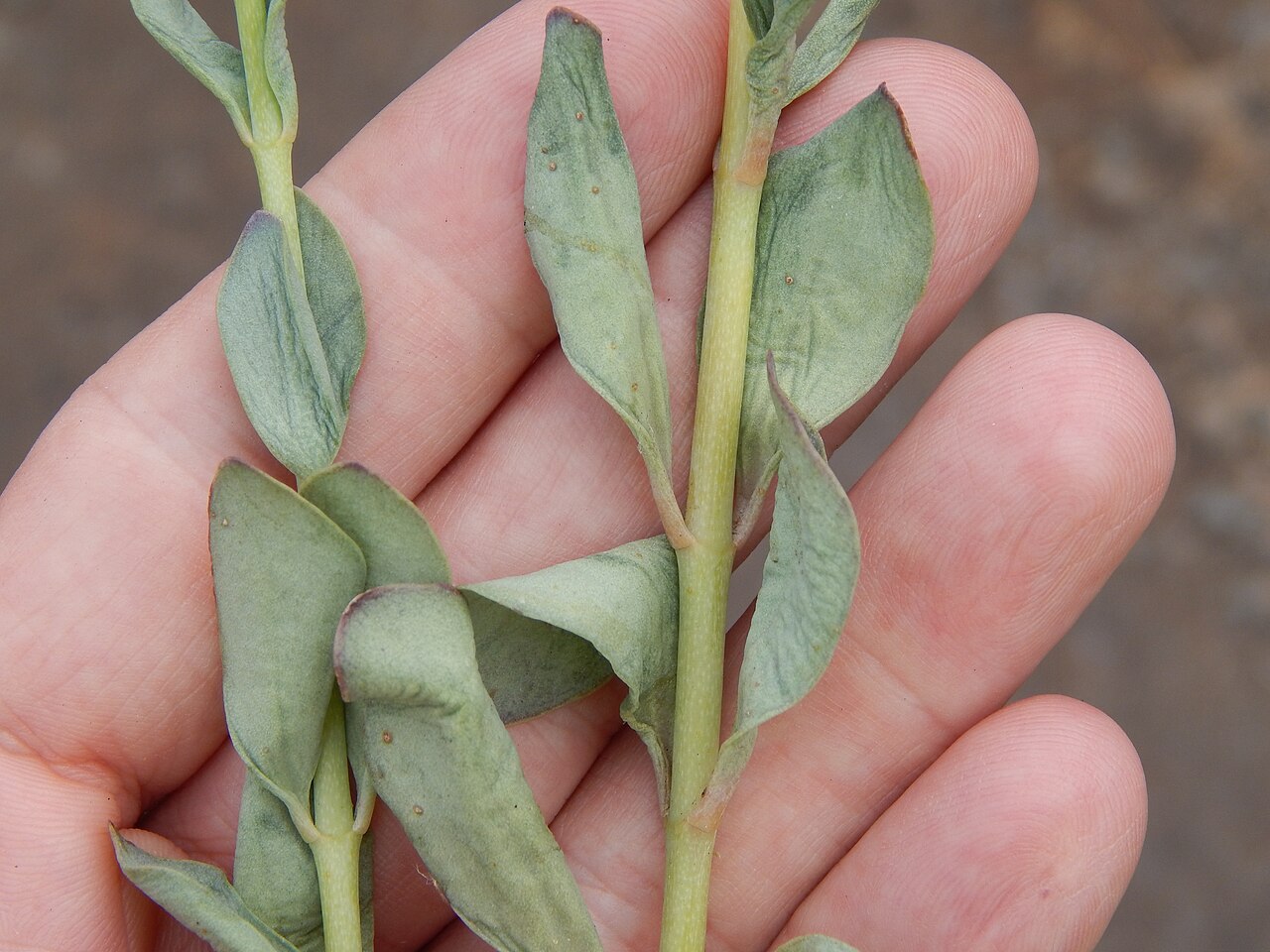 Nentakalanchoe: Kalanchoe rotundifolia (Common kalanchoe) Leaves at Haleakala Hwy Kula, Maui, Hawaii. June 24, 2014 #140624-0769 Image Use Policy