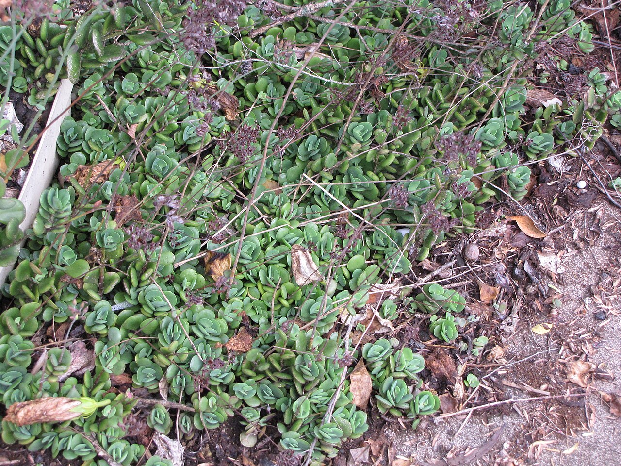 Nentakalanchoe: Kalanchoe rotundifolia (Common kalanchoe) Flowering habit at Ulana St Makawao, Maui, Hawaii. February 18, 2011 #110218-1541 Image Use Policy