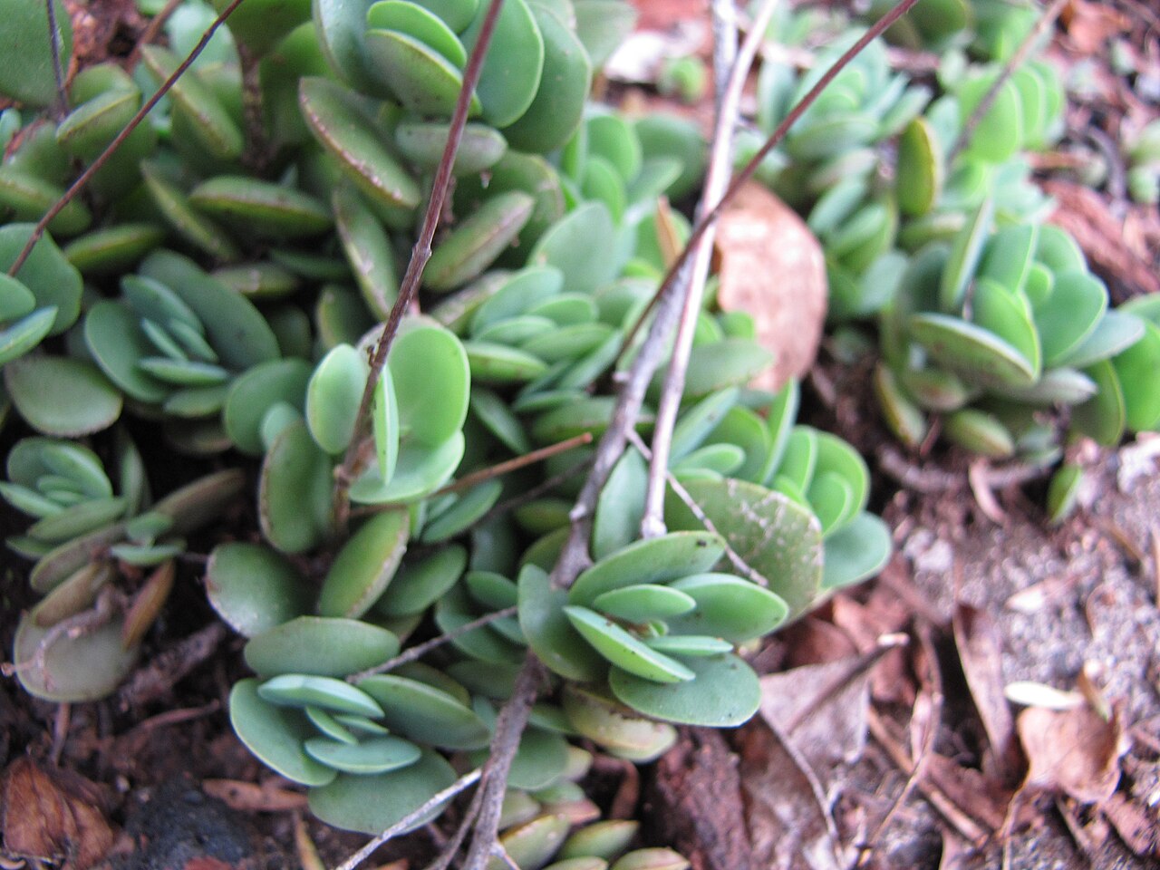 Nentakalanchoe: Kalanchoe rotundifolia (Common kalanchoe) Leaves at Ulana St Makawao, Maui, Hawaii. February 18, 2011 #110218-1545 Image Use Policy
