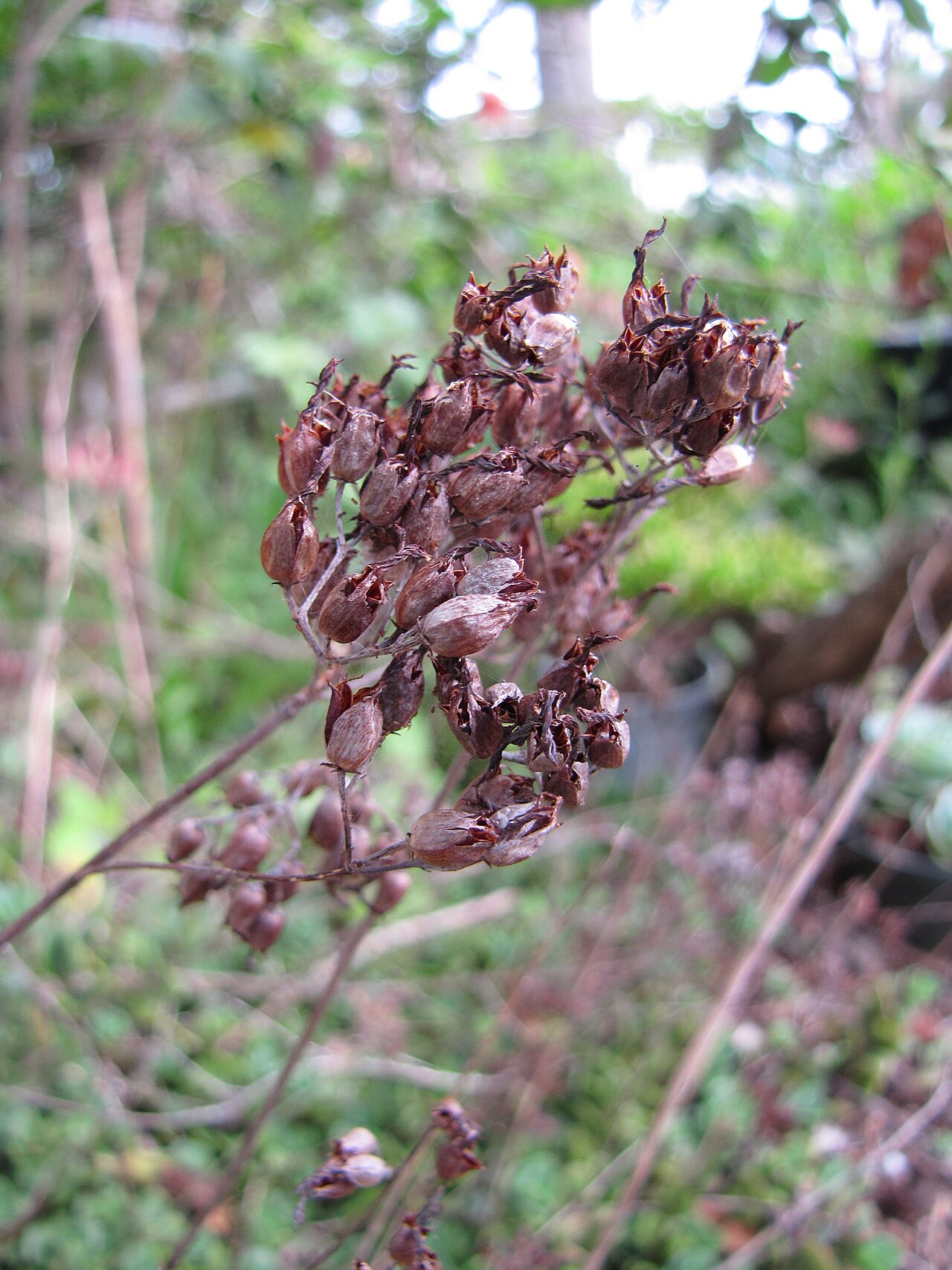Nentakalanchoe: Kalanchoe rotundifolia (Common kalanchoe) Seedheads at Ulana St Makawao, Maui, Hawaii. February 18, 2011 #110218-1544 Image Use Policy
