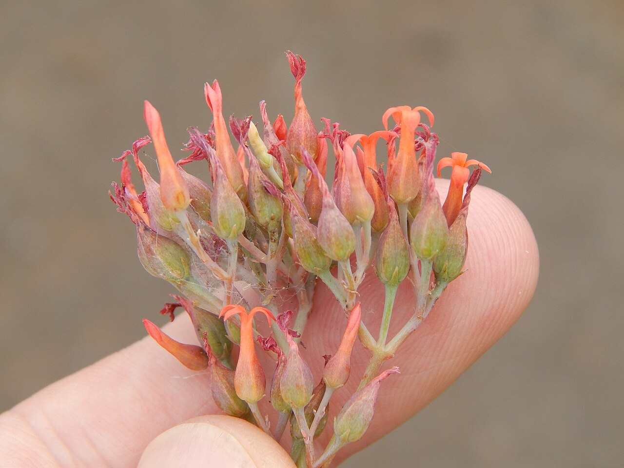 Nentakalanchoe: Kalanchoe rotundifolia (Common kalanchoe) Orange flowers twisted aged petals at Haleakala Hwy Kula, Maui, Hawaii. June 24, 2014 #140624-0768 Image Use Policy