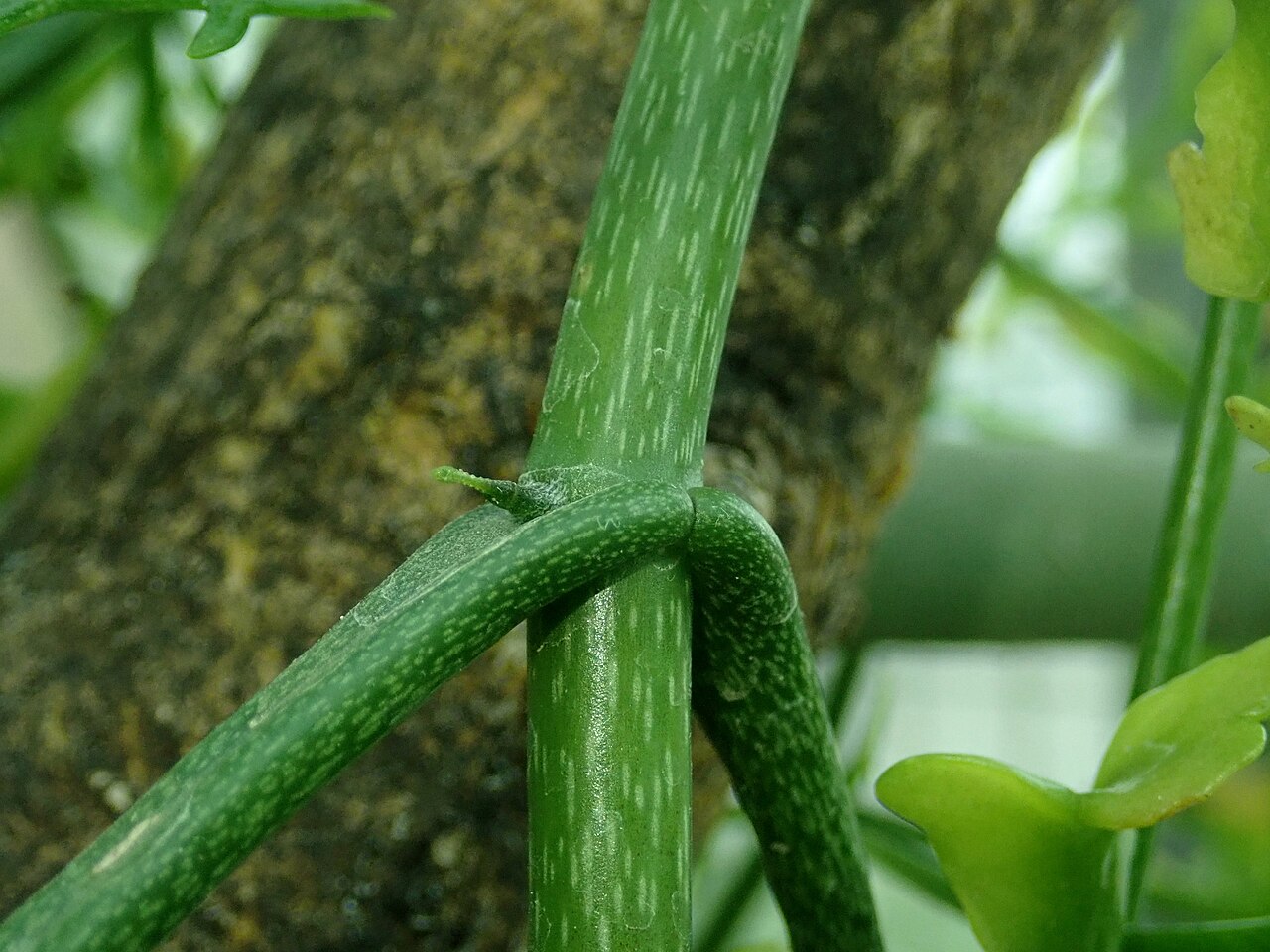 Kalanchoe schizophylla: Kalanchoe schizophylla , botanical garden in Berlin.