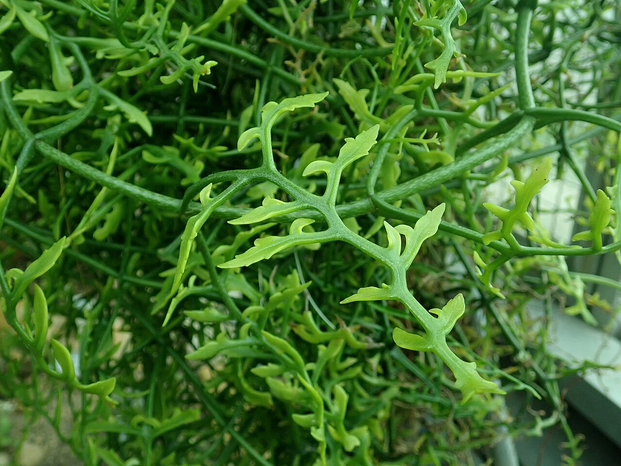 Kalanchoe schizophylla: Kalanchoe schizophylla , botanical garden in Berlin.