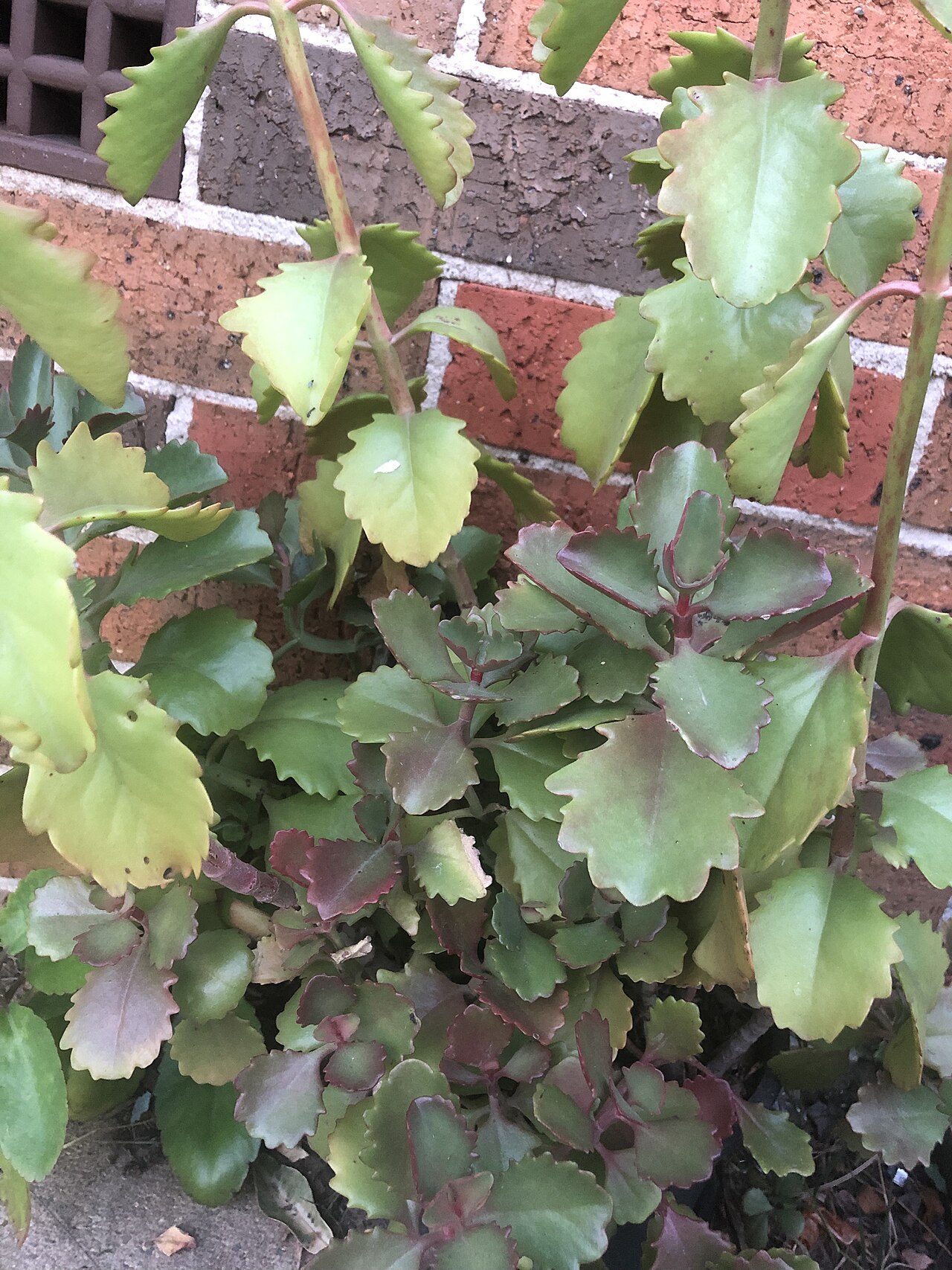 Kalanchoe sexangularis: Kalanchoe sexangularis growing in a pot.