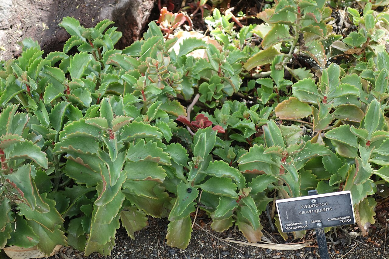 Kalanchoe sexangularis: Huntington Botanical Gardens - San Marino, California, USA.