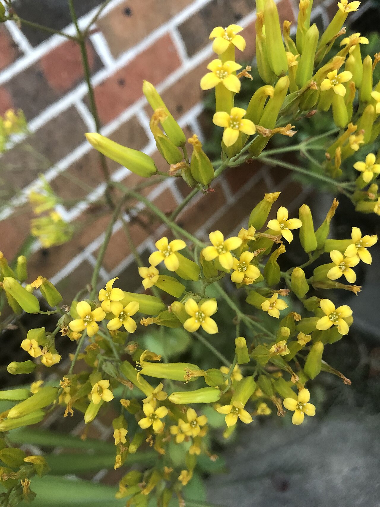 Kalanchoe sexangularis: Kalanchoe sexangularis small yellow flowers
