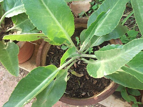 Kalanchoe suarezensis: Life plant-fleshy plant,from young plantlets on leaves.