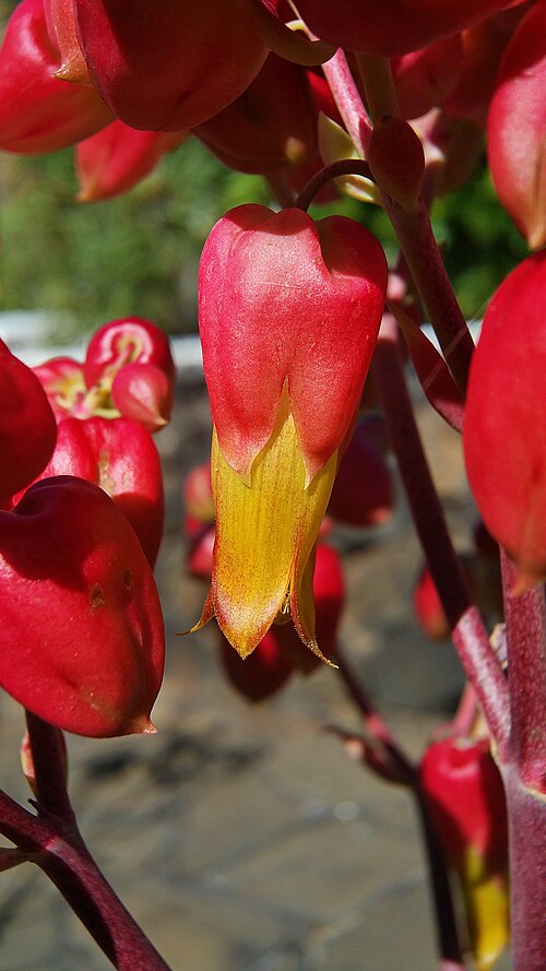 Kalanchoe suarezensis: Pflanze in einem Garten auf der Insel La Palma in Los Cancjos