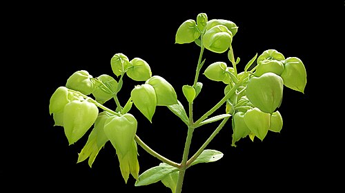Kalanchoe suarezensis: Kalanchoe poincarei - Zucht in Deutschland, die Blüten haben im Winter wenig Sonne bekommen und sind dehalb grün geblieben.