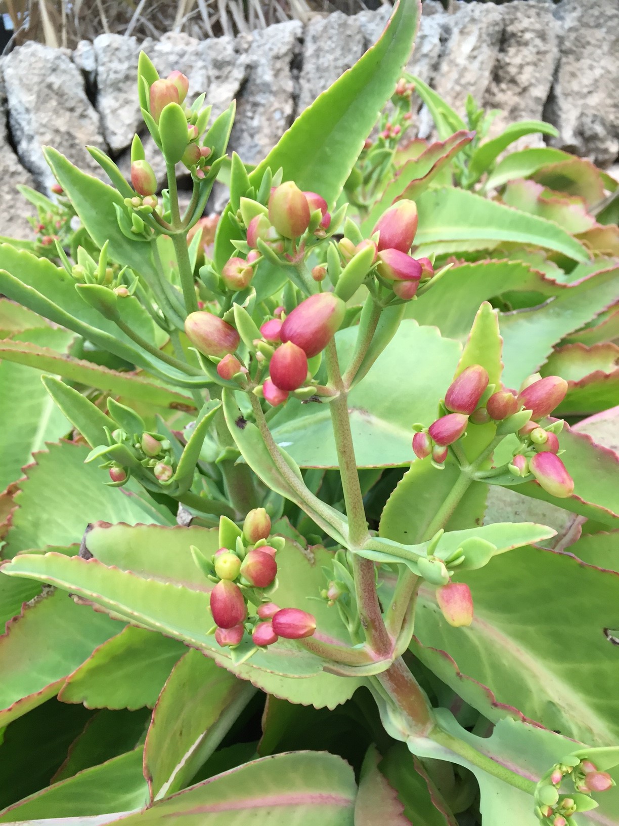 Kalanchoe suarezensis: Kalanchoe gastonis bonnieri en Ecoherbes Parl