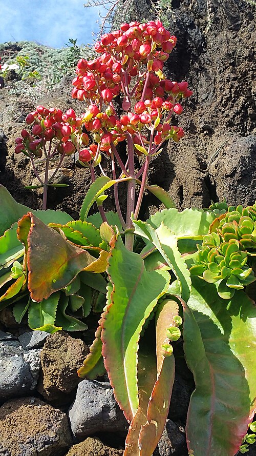 Kalanchoe suarezensis: Pflanze in einem Garten auf der Insel La Palma in Los Cancjos