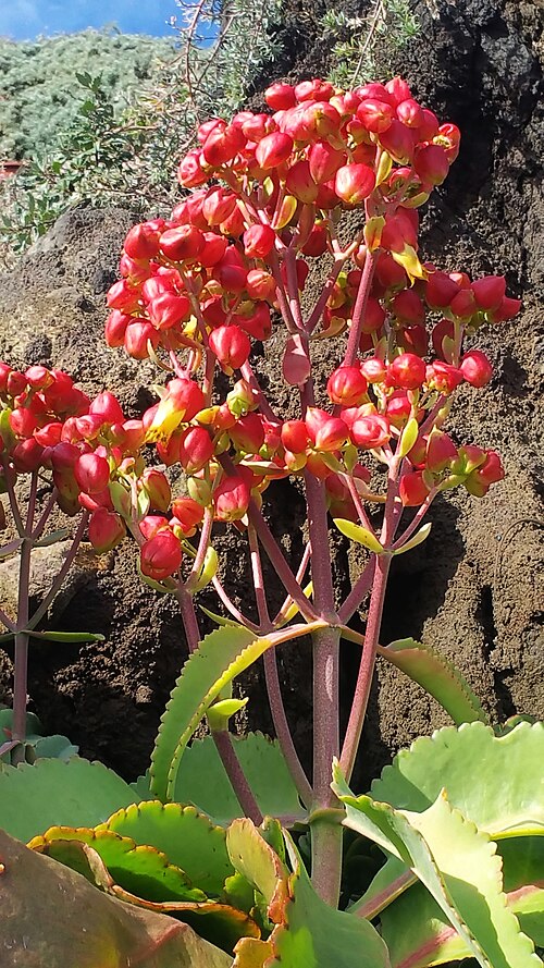 Kalanchoe suarezensis: Pflanze in einem Garten auf der Insel La Palma in Los Cancjos