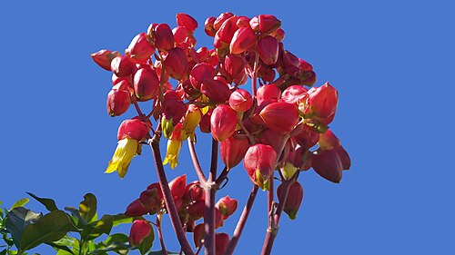 Kalanchoe suarezensis: Pflanze in einem Garten auf der Insel La Palma in Los Cancjos