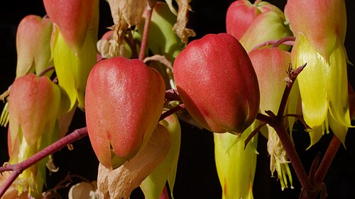 Kalanchoe suarezensis: Nachzucht in Deutschland