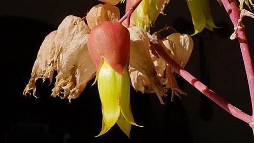 Kalanchoe suarezensis: Kalanchoe poincarei - Einzelblüte -