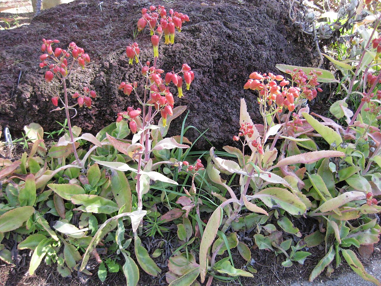 Kalanchoe suarezensis: This photo is from Gardenology.org and is available under CC-BY-SA 3.0 license. If you use it, please include attribution to Gardenology.org, with a link if the