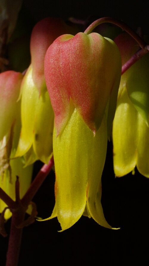 Kalanchoe suarezensis: Nachzucht in Deutschland