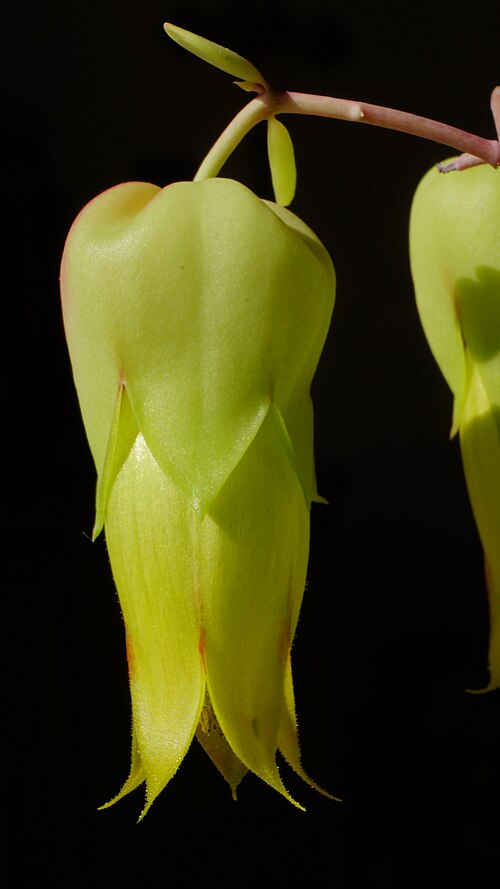 Kalanchoe suarezensis: Nachzucht in Deutschland - die Sonne hat am Anfang der Blütezeit gefehlt.