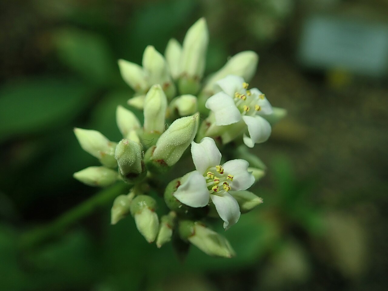 Kalanchoe synsepala: Kalanchoe synsepala , botanical garden in Berlin.