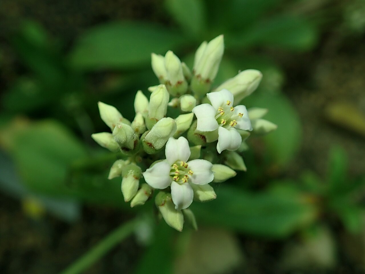 Kalanchoe synsepala: Kalanchoe synsepala , botanical garden in Berlin.