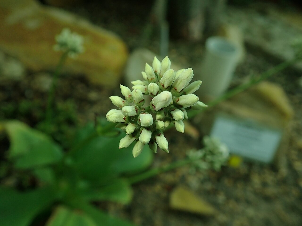 Kalanchoe synsepala: Kalanchoe synsepala , botanical garden in Berlin.