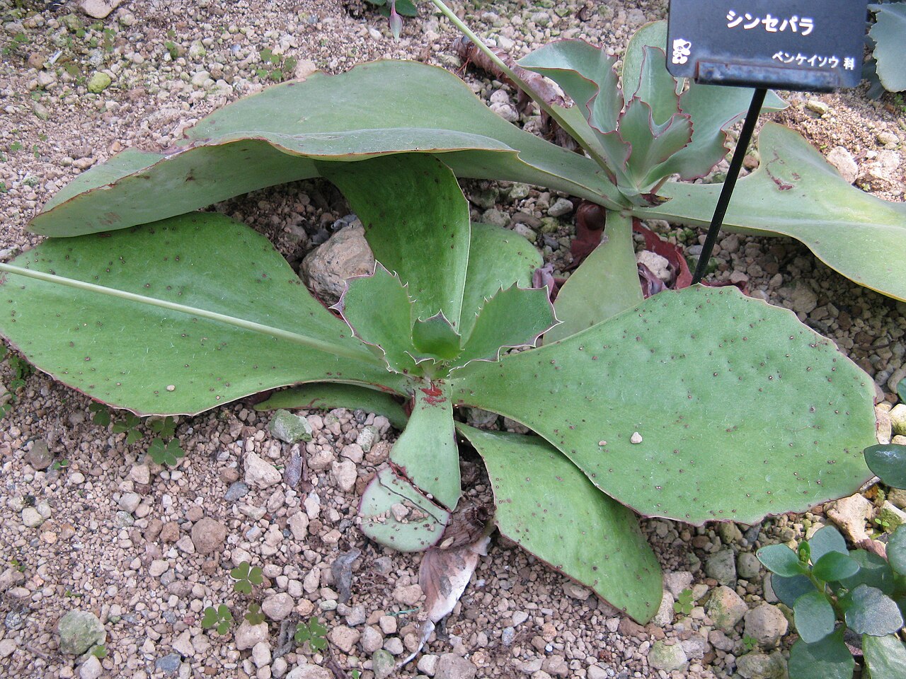 Kalanchoe synsepala: Kalanchoe synsepala Place:Osaka Prefectural Flower Garden,Osaka,Japan