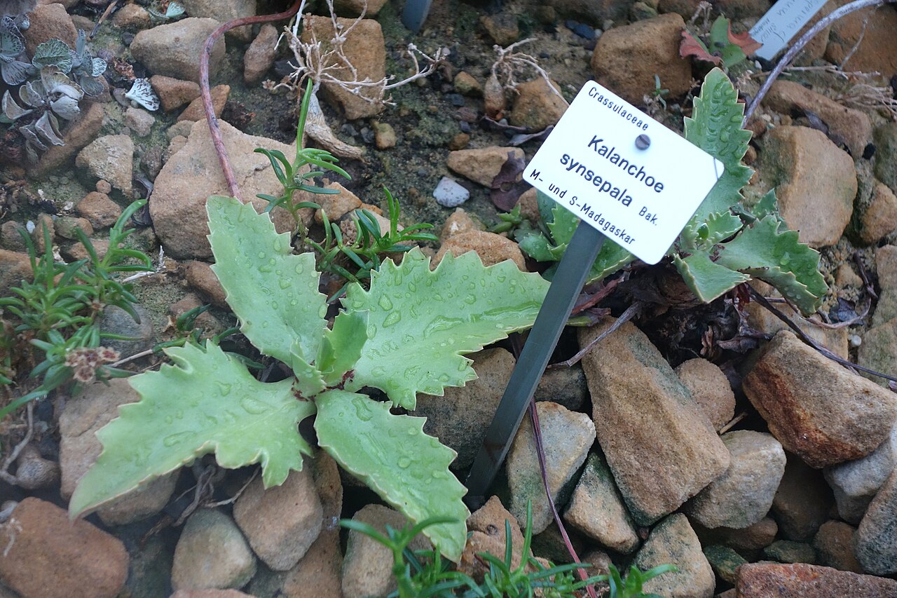 Kalanchoe synsepala: Botanical specimen in the Botanischer Garten, Dresden, Germany.