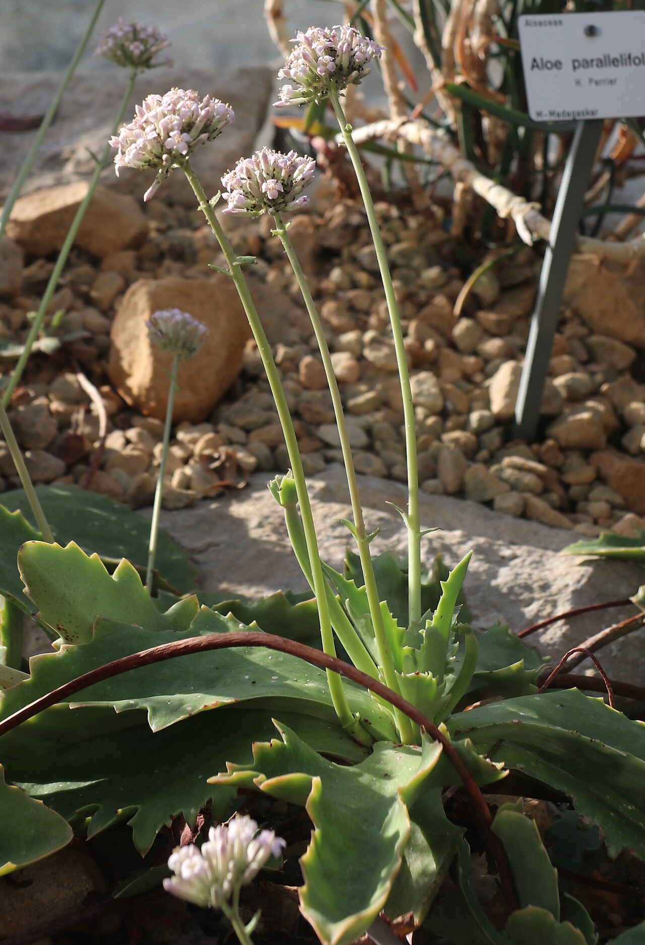 Kalanchoe synsepala: Kalanchoe synsepala im Botanischen Garten Dresden