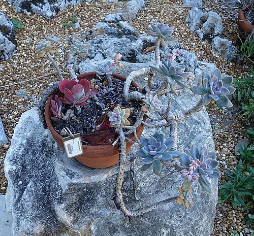 Kalanchoe tetraphylla: Botanical specimen in the Marie Selby Botanical Gardens - Sarasota, Florida, USA.