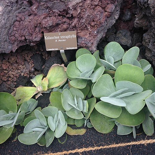 Kalanchoe tetraphylla: Kalanchoe_tetraphylla_BoGa_Genf