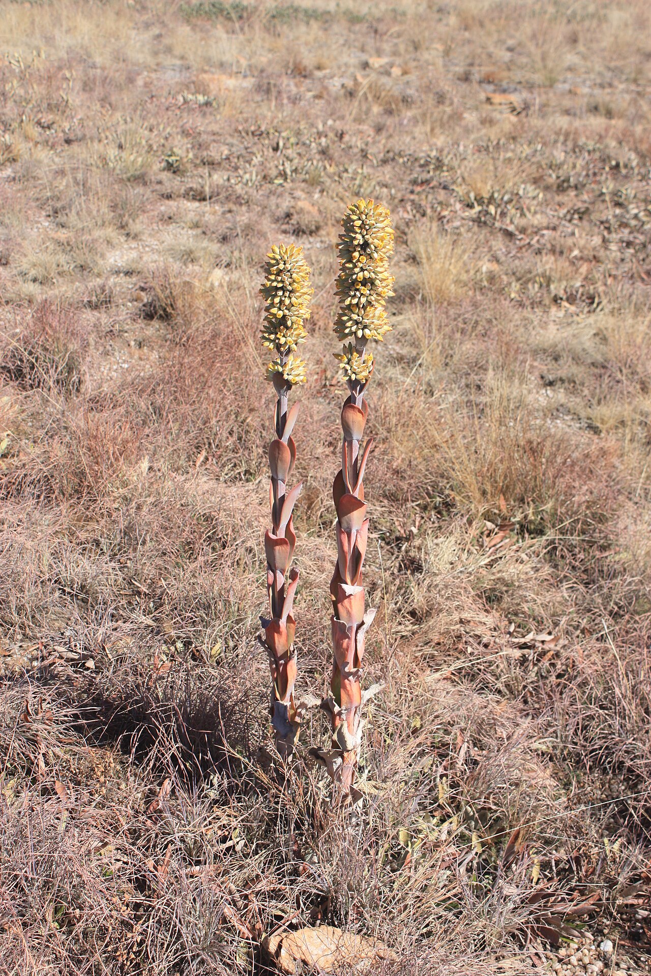 Flapjacks: Kalanchoe thyrsiflora , Kgaswane Mountain Reserve, Magaliesberg, South Africa