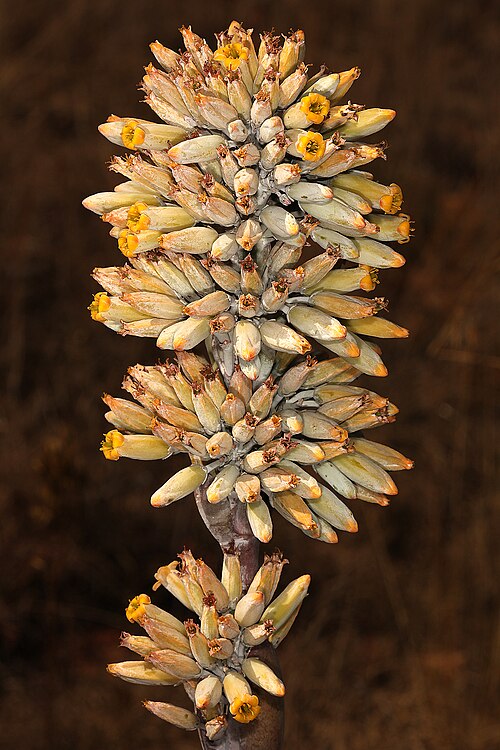 Flapjacks: Kalanchoe thyrsiflora , top part of infloresence showing flowers; Kleinfontein, Bronkhorstpruit, Gauteng, South Africa