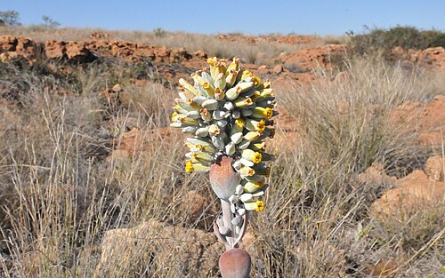 Flapjacks: Inflorescence of a White lady at Spitskop, near Bronkhorstspruit
