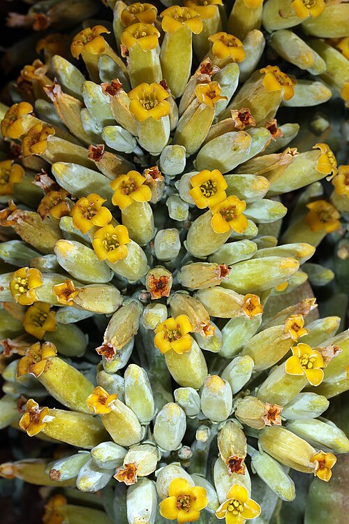Flapjacks: Kalanchoe thyrsiflora , flowers; Pretoria National Botanical Garden, Pretoria, Gauteng, South Africa